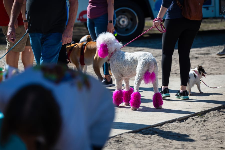 Woofstock_021222 (92)