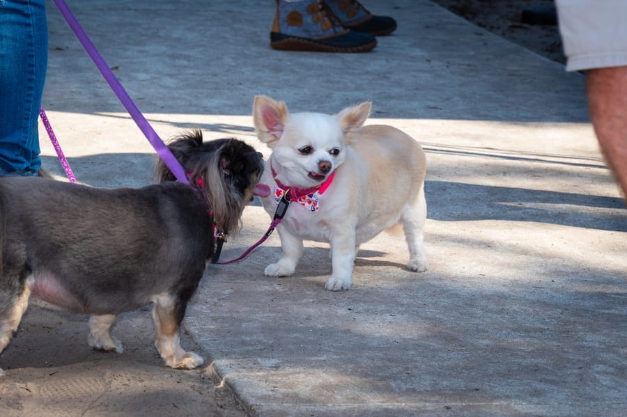 Woofstock_021222 (119)
