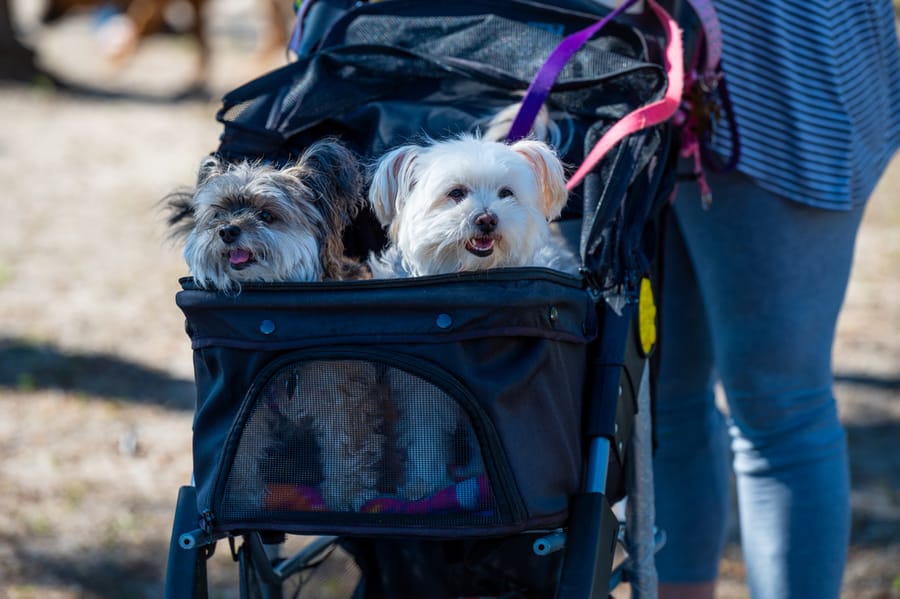 Woofstock_021222 (87)