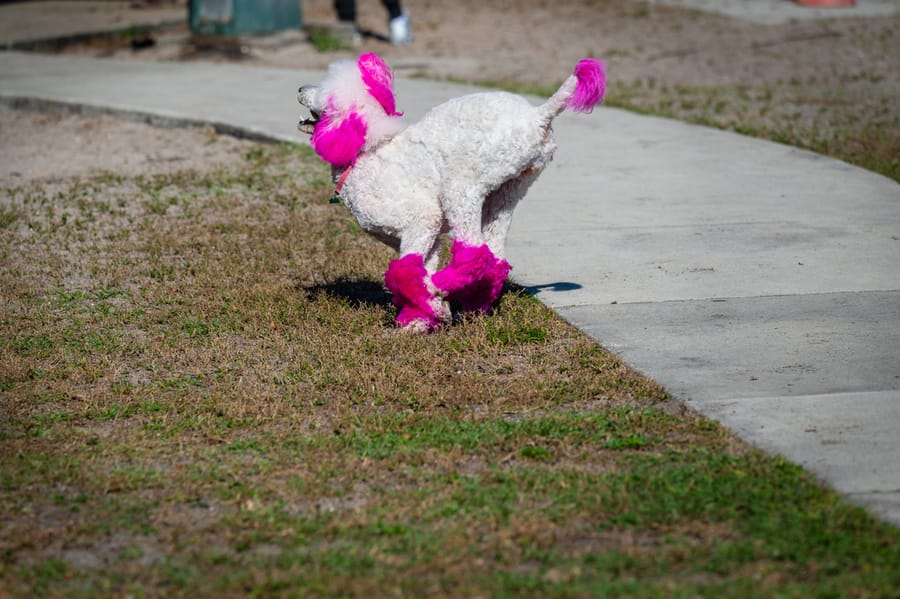 Woofstock_021222 (97)