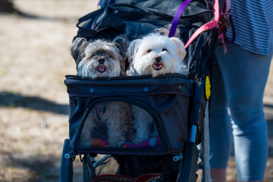 Woofstock_021222 (88)