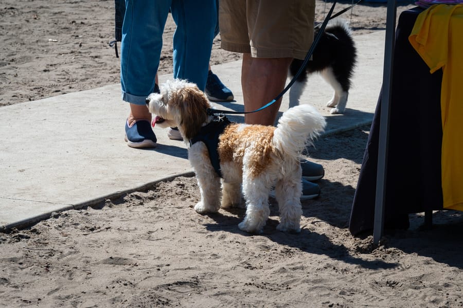 Woofstock_021222 (116)