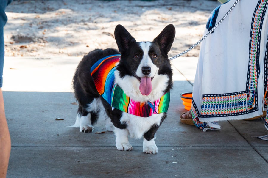 Woofstock_021222 (109)