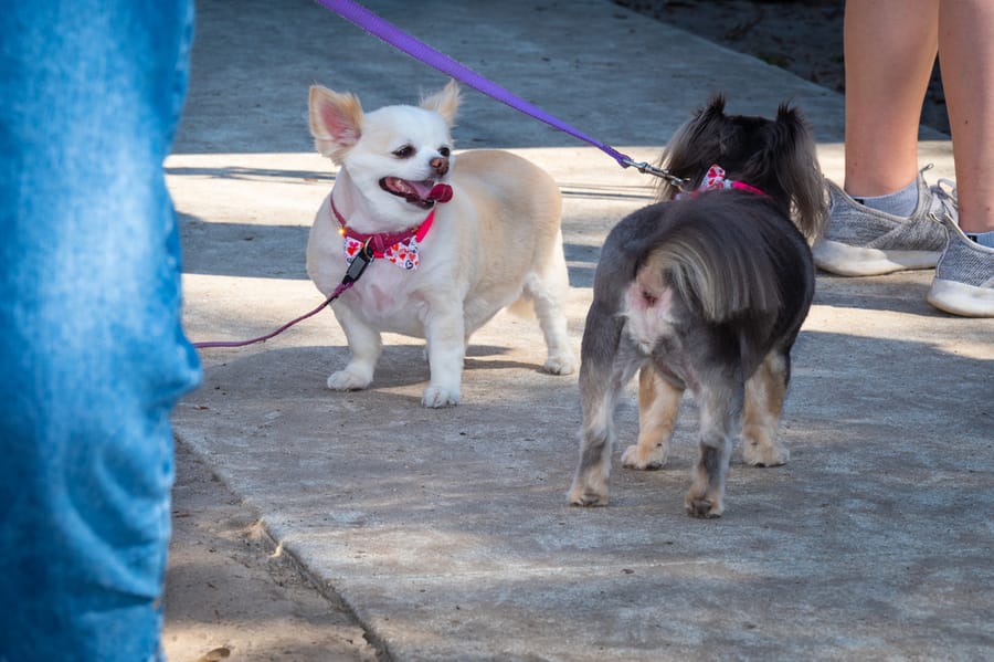 Woofstock_021222 (117)