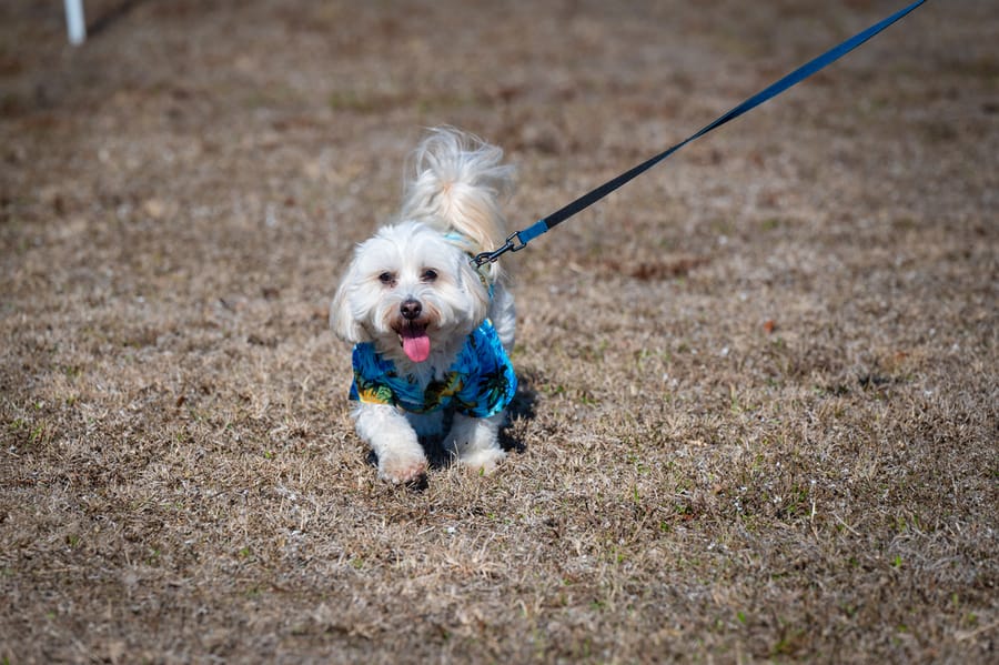 Woofstock_021222 (39)