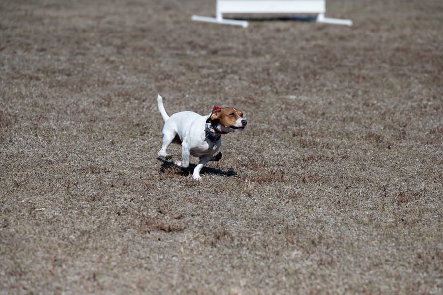 Woofstock_021222 (130)
