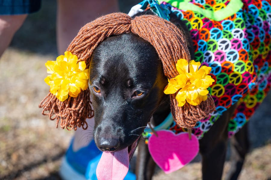 Woofstock_021222 (74)