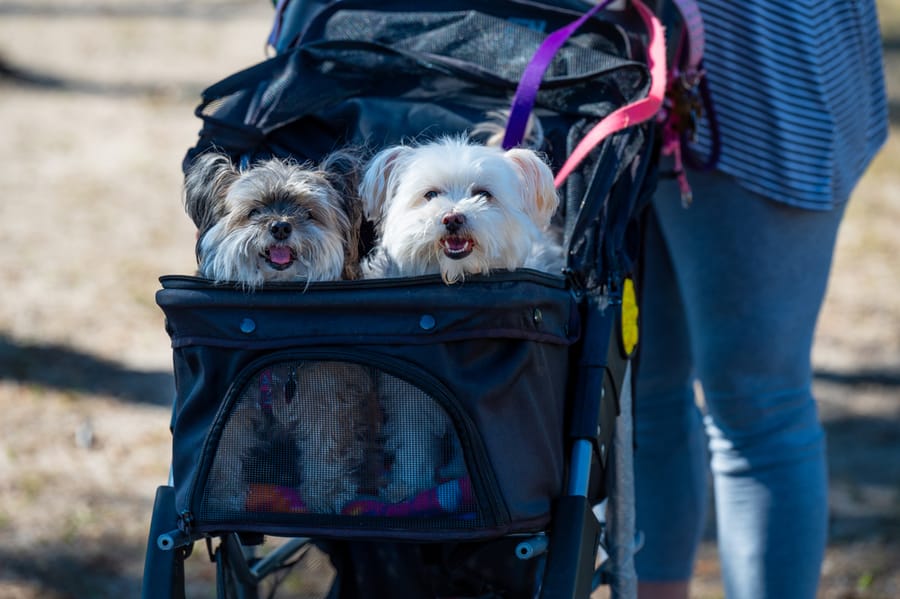 Woofstock_021222 (89)