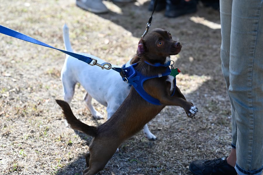 Woofstock_021222 (143)