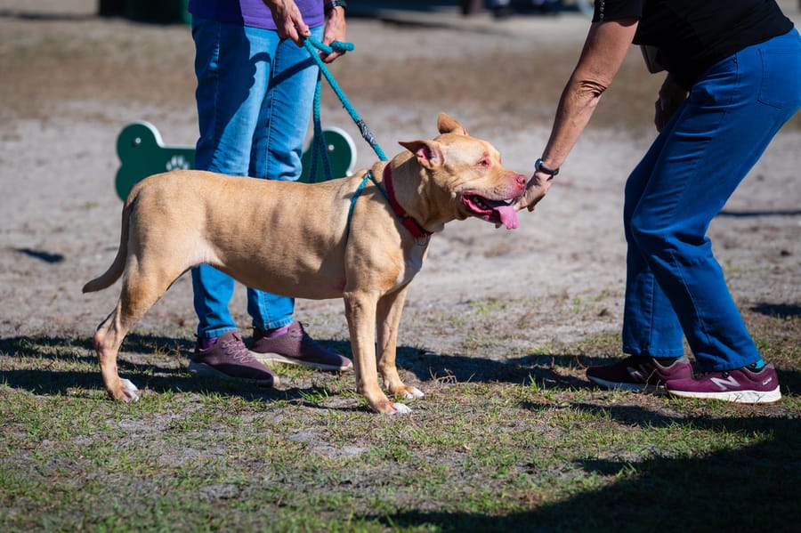 Woofstock_021222 (24)