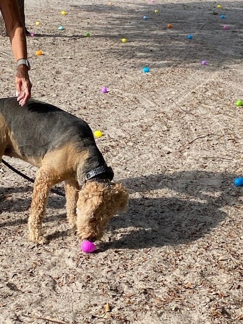 Dog_Gone_Egg_Hunt_041422 (4)