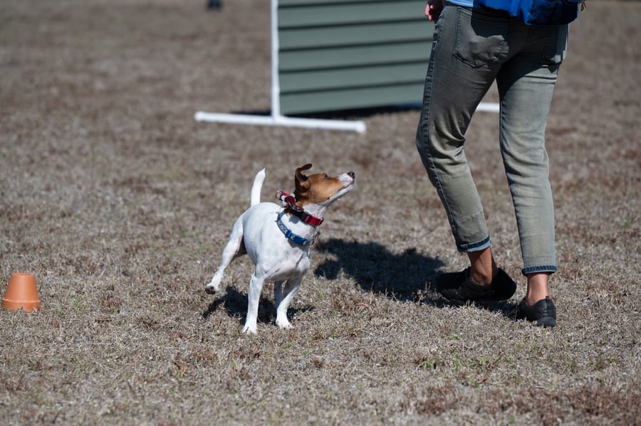 Woofstock_021222 (132)