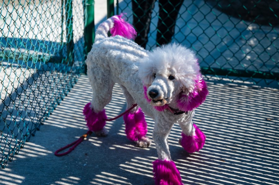 Woofstock_021222 (93)