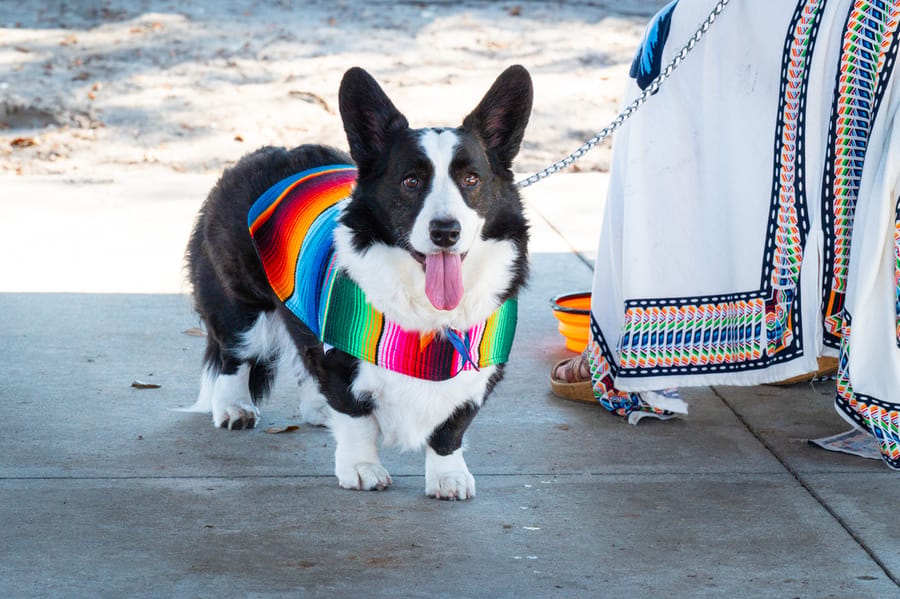 Woofstock_021222 (108)