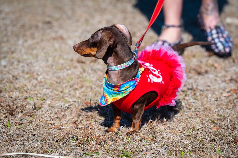 Woofstock_021222 (58)