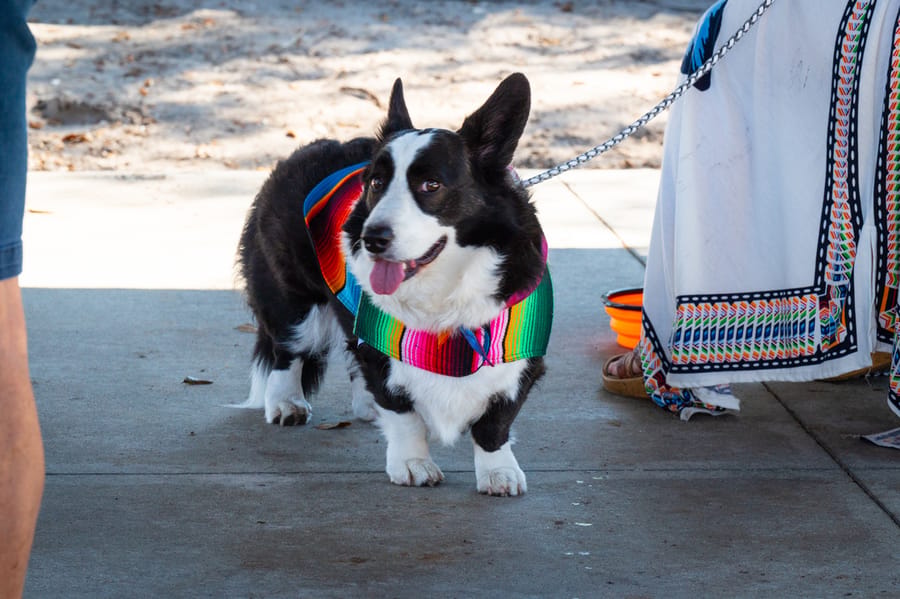 Woofstock_021222 (107)