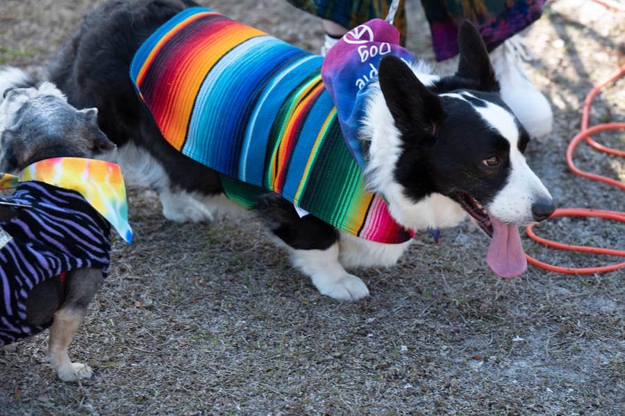Woofstock_021222 (84)