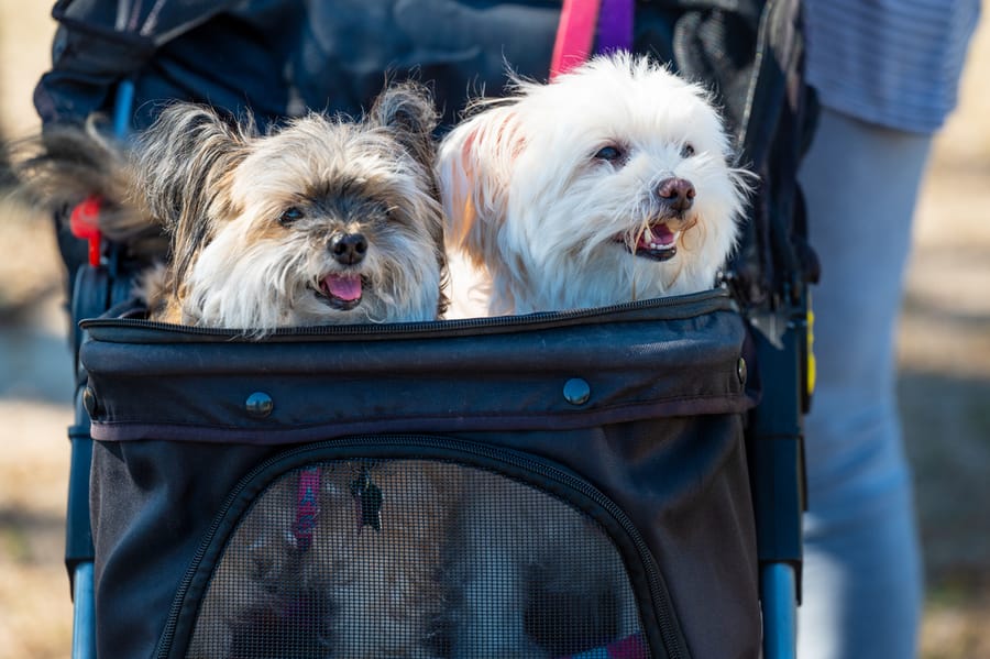 Woofstock_021222 (90)