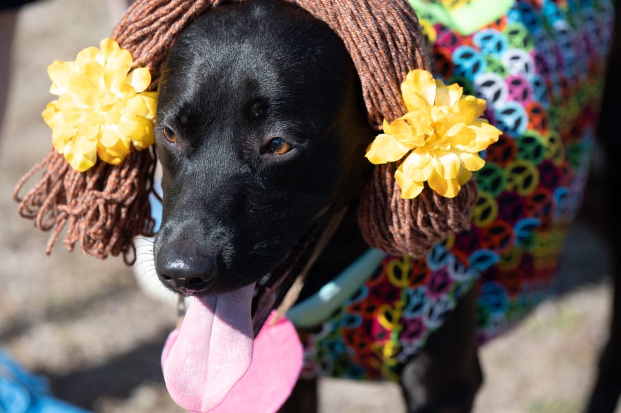 Woofstock_021222 (75)