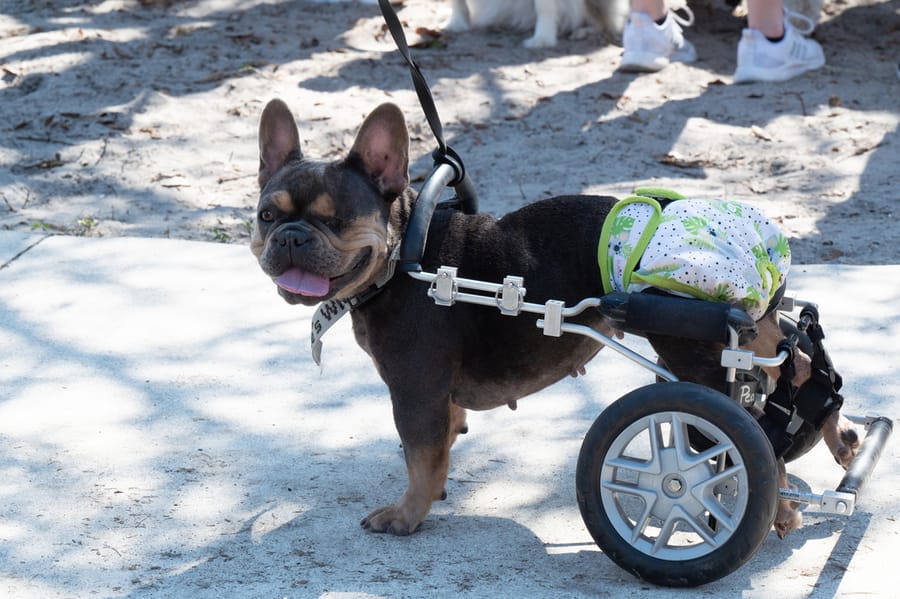 Woofstock_021222 (115)