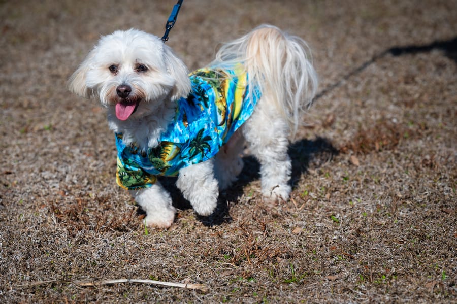 Woofstock_021222 (41)