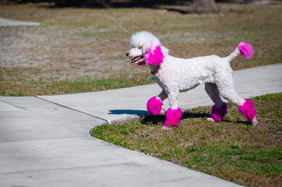 Woofstock_021222 (95)
