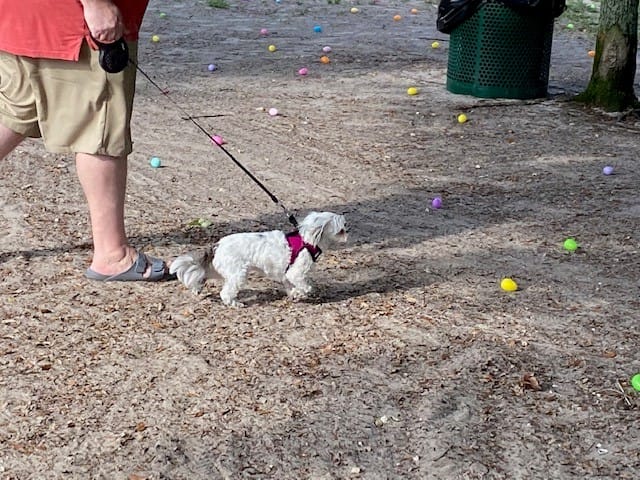 Dog_Gone_Egg_Hunt_041422 (7)