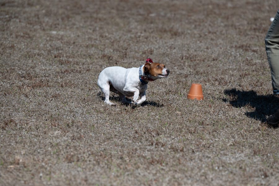 Woofstock_021222 (131)