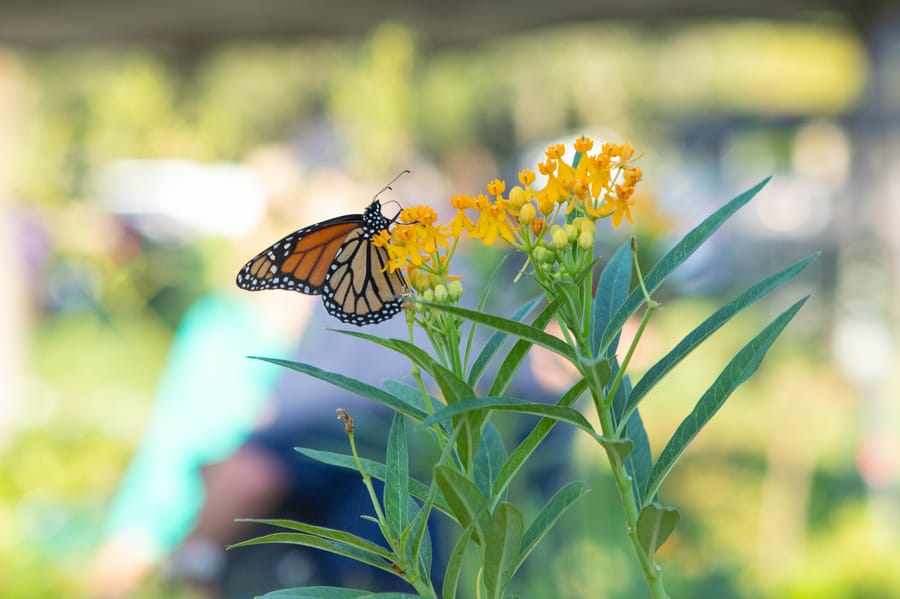 20231014_IFAS Plant Sale_SB-10