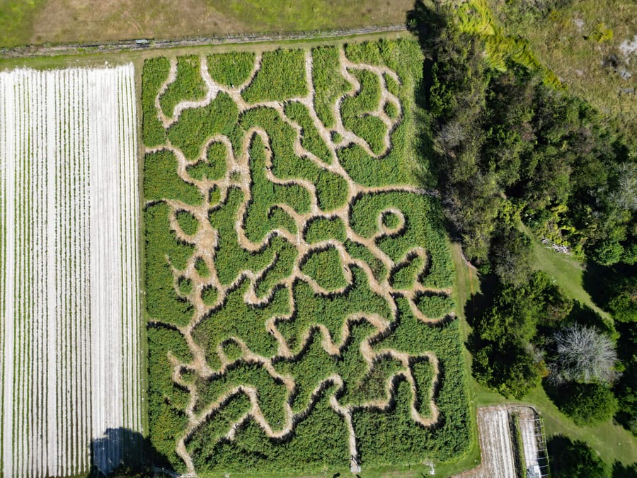 Beasley Farm Maze_0336