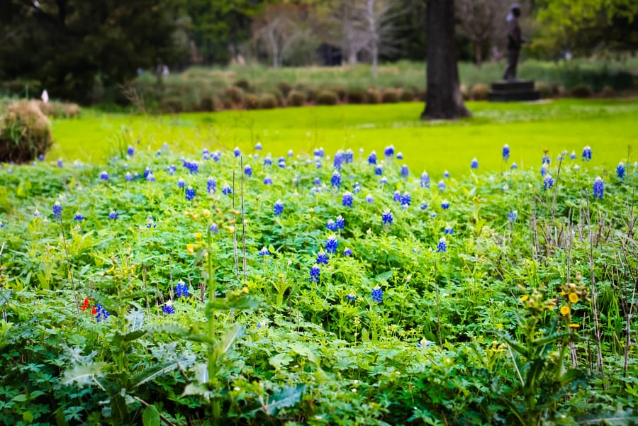 McGovern_Centennial_Gardens_Bluebonnets