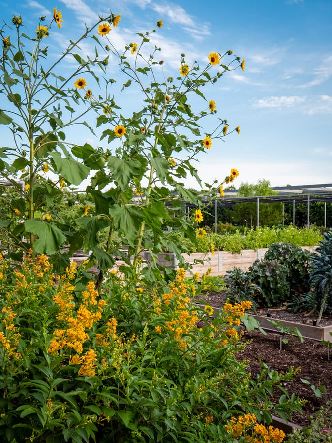 McGovern_Centennial_Gardens_Flowers_2