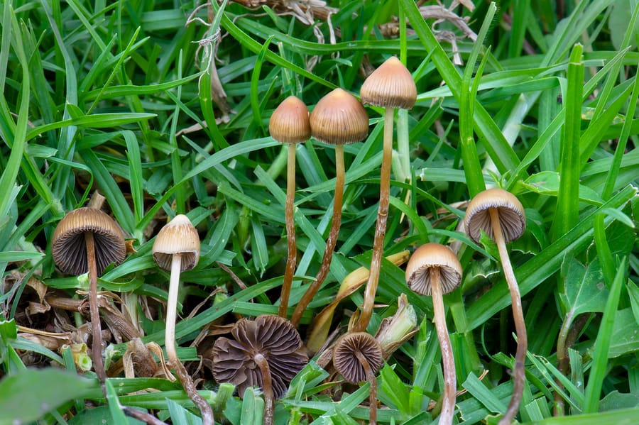 webRNS-Psilocybe_mexicana1 101223