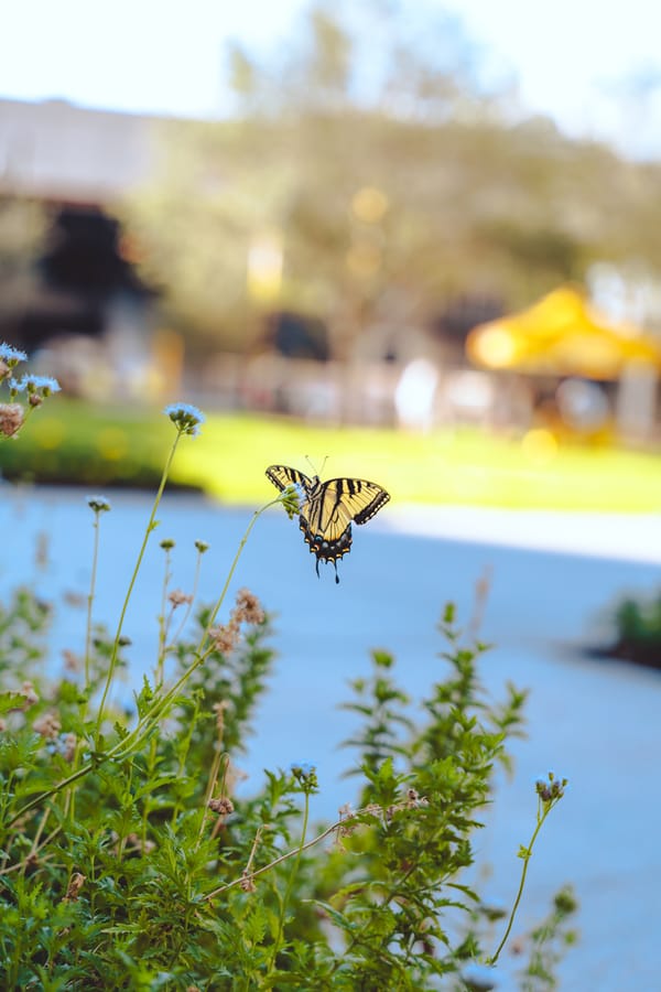 Lynn_Wyatt_Square_Butterfly