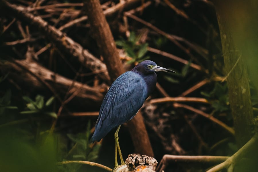 Robinson Preserve Birds