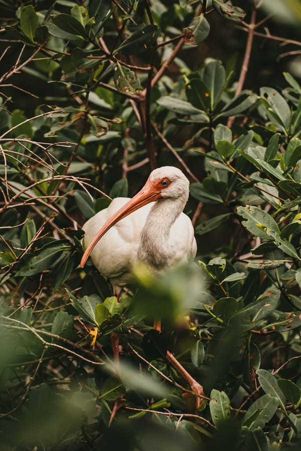 Robinson Preserve Birds