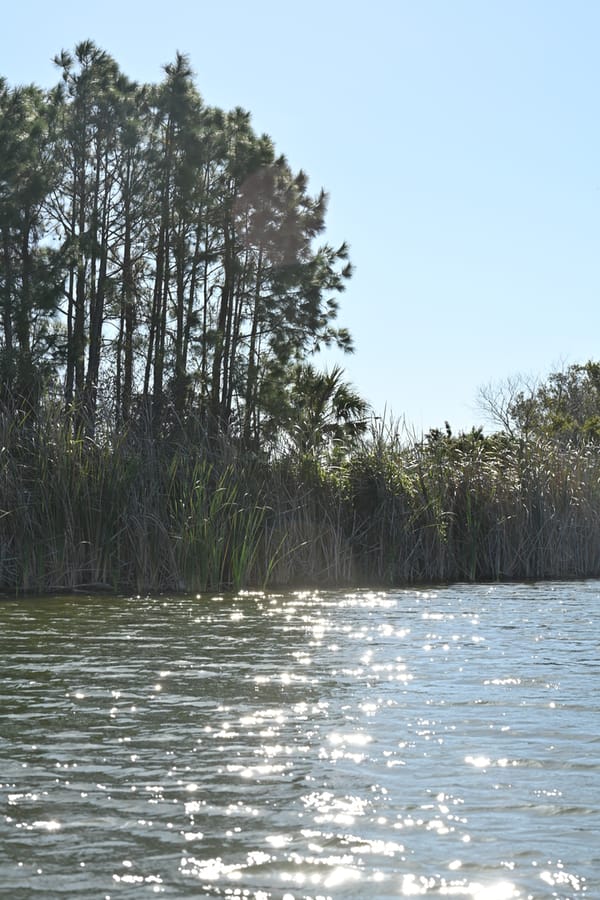 Scherer Thaxton Preserve Improvements