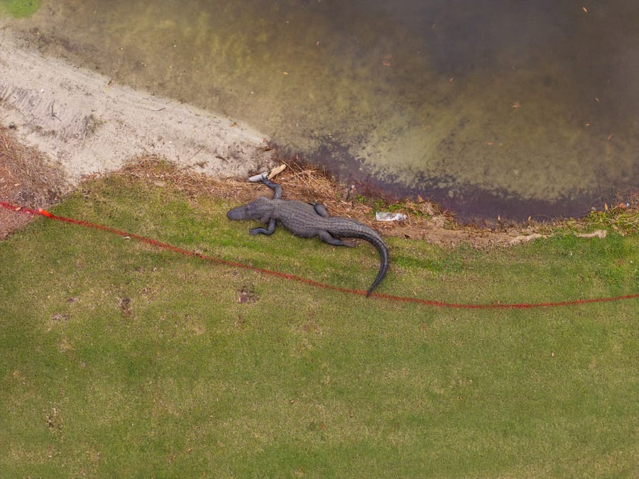 Alligator on Golf Course