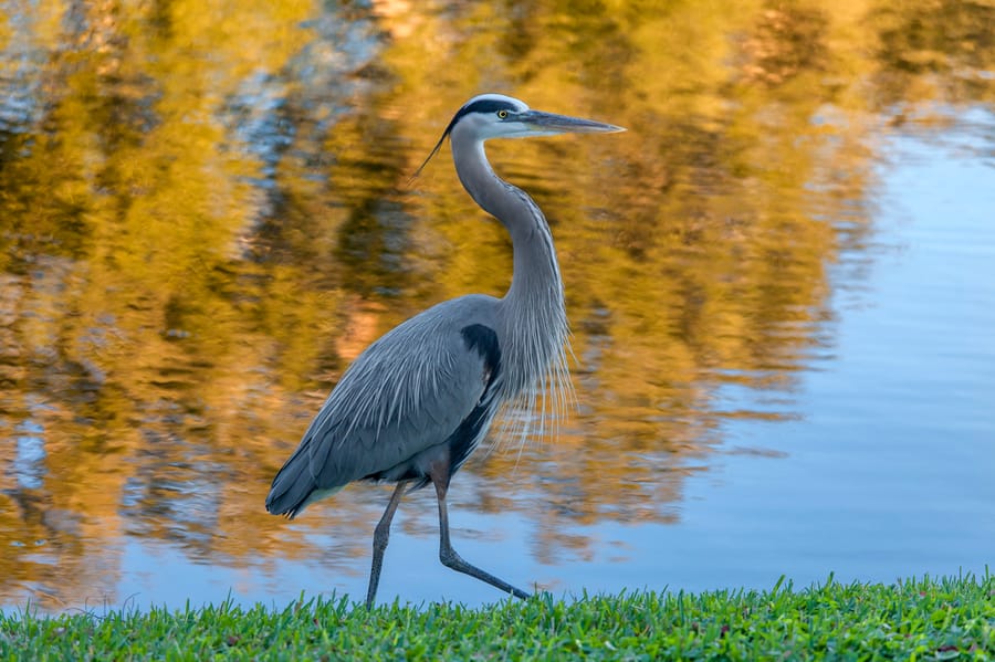 grey-heron-walking-across-the-small-pond-in-st-pe-2022-11-14-05-13-09-utc