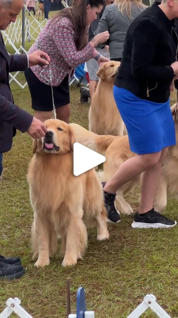 Dog Show Vertical 2024