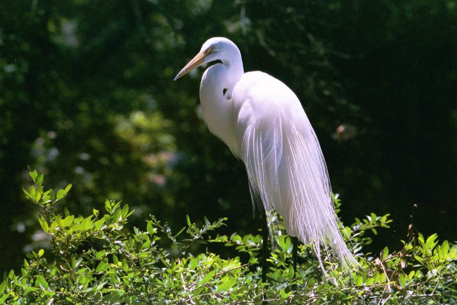 egret in tree