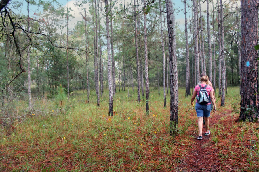 Hikers in the Withlacoochee Forest