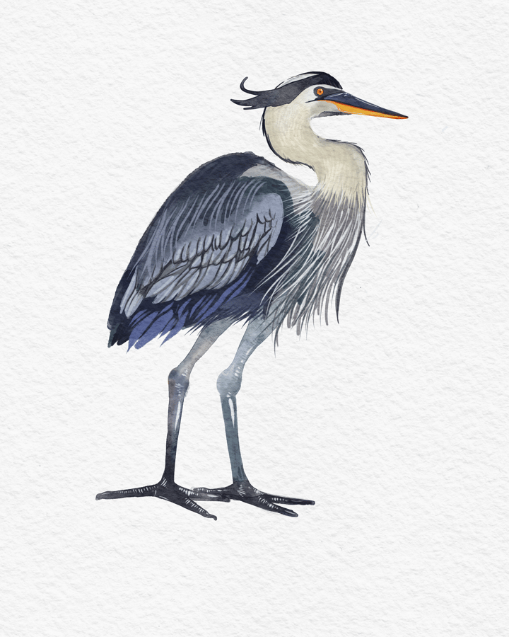 Blue_Heron
