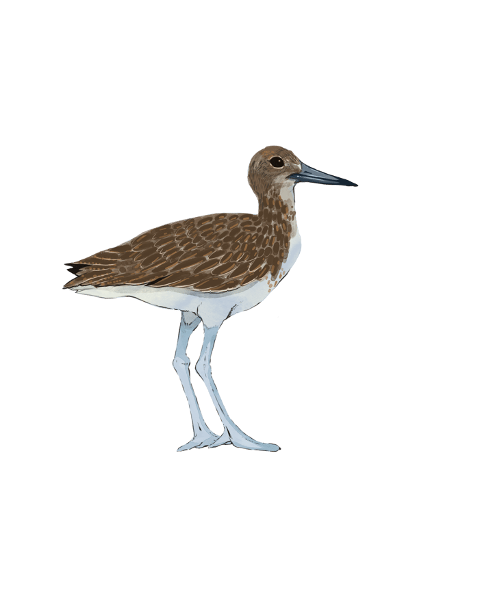 Willet_Sandpiper