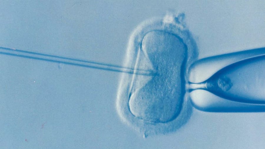 webRNS-IVF-Embryo1