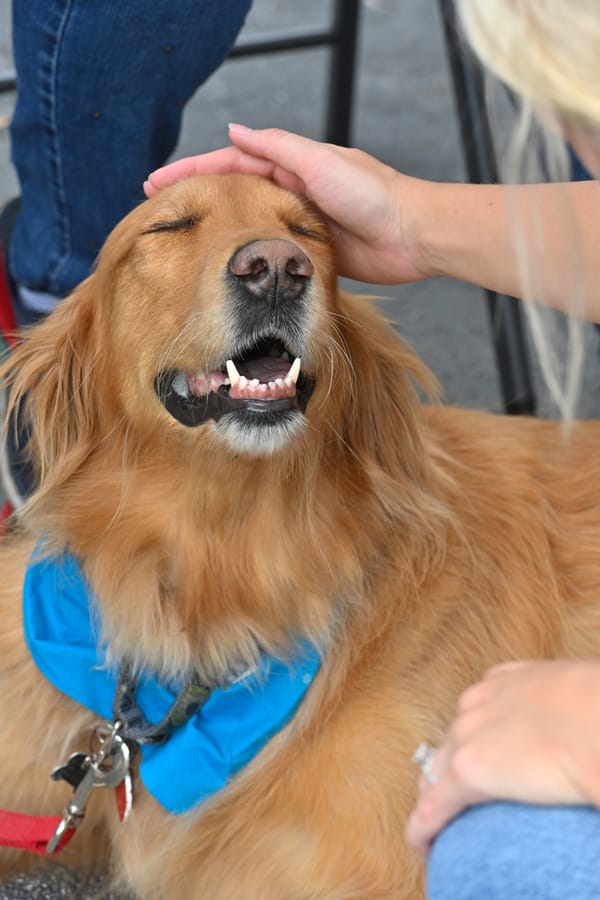 20240306_EmployeeAppreciationDogTherapy_015_SD