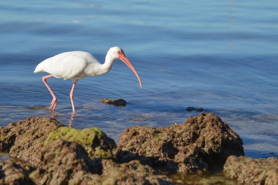 WhiteIbis_8787