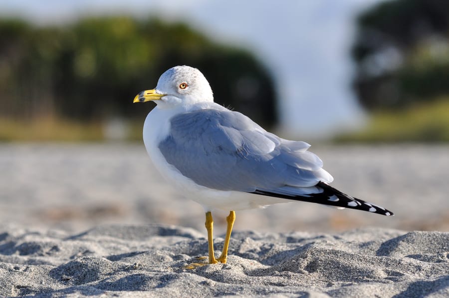 SeaGulls_036