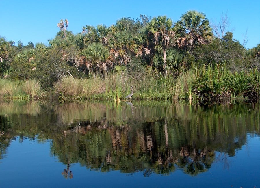 Myakka River 1