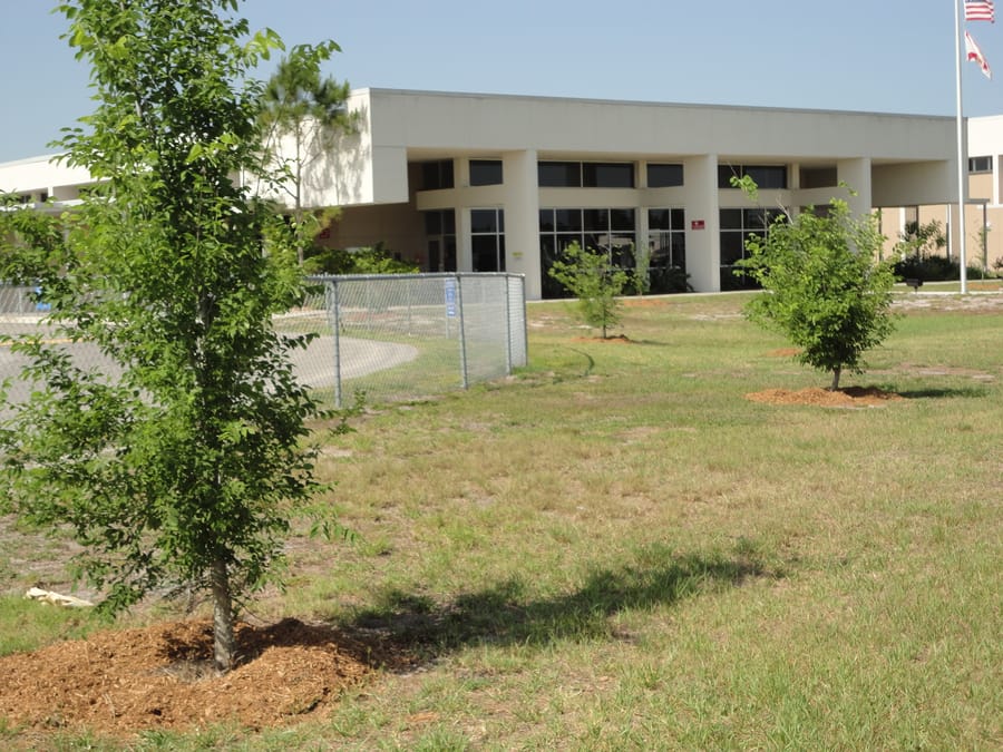 elm trees at Heron Creek Middle